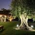 An illuminated olive tree in a garden area with a sunset in the background. - Olive Oil Times