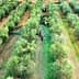 Workers harvesting olives in a green olive grove with trees arranged in rows. - Olive Oil Times