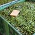 Two large green storage bins filled with green olives and a notebook on top of the olives. - Olive Oil Times