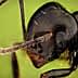 Detailed close-up image of a black ant showing its head and antennae. - Olive Oil Times