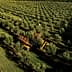 Aerial view of an olive orchard featuring rows of olive trees and harvesting machinery. - Olive Oil Times