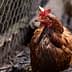 A brown chicken with a red comb standing near a fence in a coop environment. - Olive Oil Times