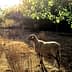 A sheep standing in a field with dry grass and sunlight filtering through trees. - Olive Oil Times