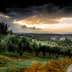 Olive trees in a landscape during sunset with a cloudy sky and distant hills. - Olive Oil Times