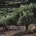 An olive tree with dense foliage growing in a grove, surrounded by other olive trees. - Olive Oil Times