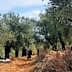Olive trees in a grove with individuals engaged in harvesting activities on the ground. - Olive Oil Times