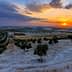 Olive trees in a landscape with rows of olive plants under a sunset sky. - Olive Oil Times