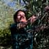 Woman smiling while harvesting olives from an olive tree in a natural setting. - Olive Oil Times