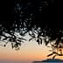 Silhouette of olive branches against a sunset sky with orange and blue hues. - Olive Oil Times