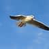 A seagull flying against a blue sky with clouds, showcasing its wings and body in mid-air. - Olive Oil Times
