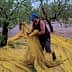 Man in a blue cap gathering olives on a yellow net spread under olive trees. - Olive Oil Times