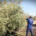 Workers harvesting olives from trees using long poles in an olive grove. - Olive Oil Times