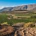 Vineyard fields with a mountain backdrop under a clear blue sky. - Olive Oil Times