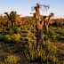 A landscape featuring several olive trees with gnarled trunks in a grassy field during sunset. - Olive Oil Times