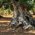 Close-up of an olive tree trunk showing gnarled roots and textured bark. - Olive Oil Times