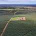 Aerial view of an olive grove with rows of olive trees and machinery in the center. - Olive Oil Times