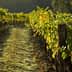 Rows of green grapevines growing on wooden posts in a vineyard during daylight. - Olive Oil Times