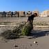 A child walking while carrying a bundle of branches in an urban setting with damaged buildings in the background. - Olive Oil Times