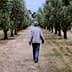 Individual walking along a path in an olive grove with trees on either side. - Olive Oil Times