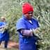 Two women in blue uniforms harvesting olives from trees in an orchard. - Olive Oil Times