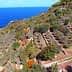 Aerial view of an olive grove with trees and the sea in the background. - Olive Oil Times