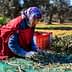 A woman in traditional attire harvesting olives from the ground in an orchard setting. - Olive Oil Times
