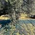Olive tree with a net below and a vehicle parked nearby in an olive grove. - Olive Oil Times