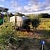 A worker near an irrigation tank in an olive grove with rows of olive trees. - Olive Oil Times