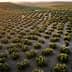 Aerial view of a large olive grove with rows of olive trees under a setting sun. - Olive Oil Times
