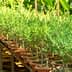 A row of young olive trees in terracotta pots arranged on a wooden shelf. - Olive Oil Times