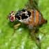 Close-up image of a fruit fly with distinctive features on a green surface. - Olive Oil Times
