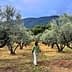 Individual walking among olive trees in a grove with mountains in the background. - Olive Oil Times