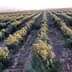 Rows of olive trees in a cultivated orchard under soft sunlight. - Olive Oil Times
