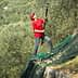 Individual in a red shirt using a long pole to harvest olives from trees on a hillside. - Olive Oil Times
