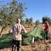 Two individuals gathering olives in an orchard using a green net under olive trees. - Olive Oil Times