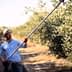 Man wearing a straw hat and gloves using a long pole to harvest olives from a tree. - Olive Oil Times