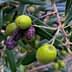 Branch of an olive tree featuring green and black olives among the leaves. - Olive Oil Times