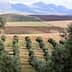 Olive trees arranged in rows on a hillside with distant mountains in the background. - Olive Oil Times