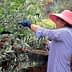 Woman wearing a pink hat and gloves harvesting olives from an olive tree in a field. - Olive Oil Times