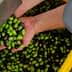 Two hands holding a mix of green and black olives above a container filled with more olives. - Olive Oil Times