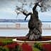 An olive tree with a gnarled trunk situated in a landscaped area near the coast. - Olive Oil Times