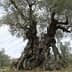 An ancient olive tree featuring a thick, gnarled trunk and twisted branches in a natural setting. - Olive Oil Times