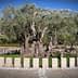 An ancient olive tree encircled by a stone structure in a green area. - Olive Oil Times