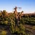 Olive grove featuring pruned olive trees and surrounding greenery under a clear sky. - Olive Oil Times