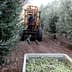 A tractor with a harvesting attachment collecting olives from trees in an olive grove. - Olive Oil Times