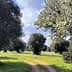 A row of olive trees in a grassy field under a partly cloudy sky. - Olive Oil Times