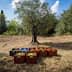 Colorful plastic crates filled with harvested olives placed under olive trees in a field. - Olive Oil Times