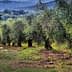 Row of olive trees in a grove with green foliage and a natural landscape. - Olive Oil Times