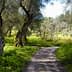 A winding pathway surrounded by olive trees and green vegetation in a natural setting. - Olive Oil Times