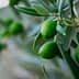 Close-up of green olives growing on a branch of an olive tree with leaves. - Olive Oil Times